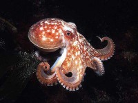 /album/classes/cephalopoda-3-jpg1/
